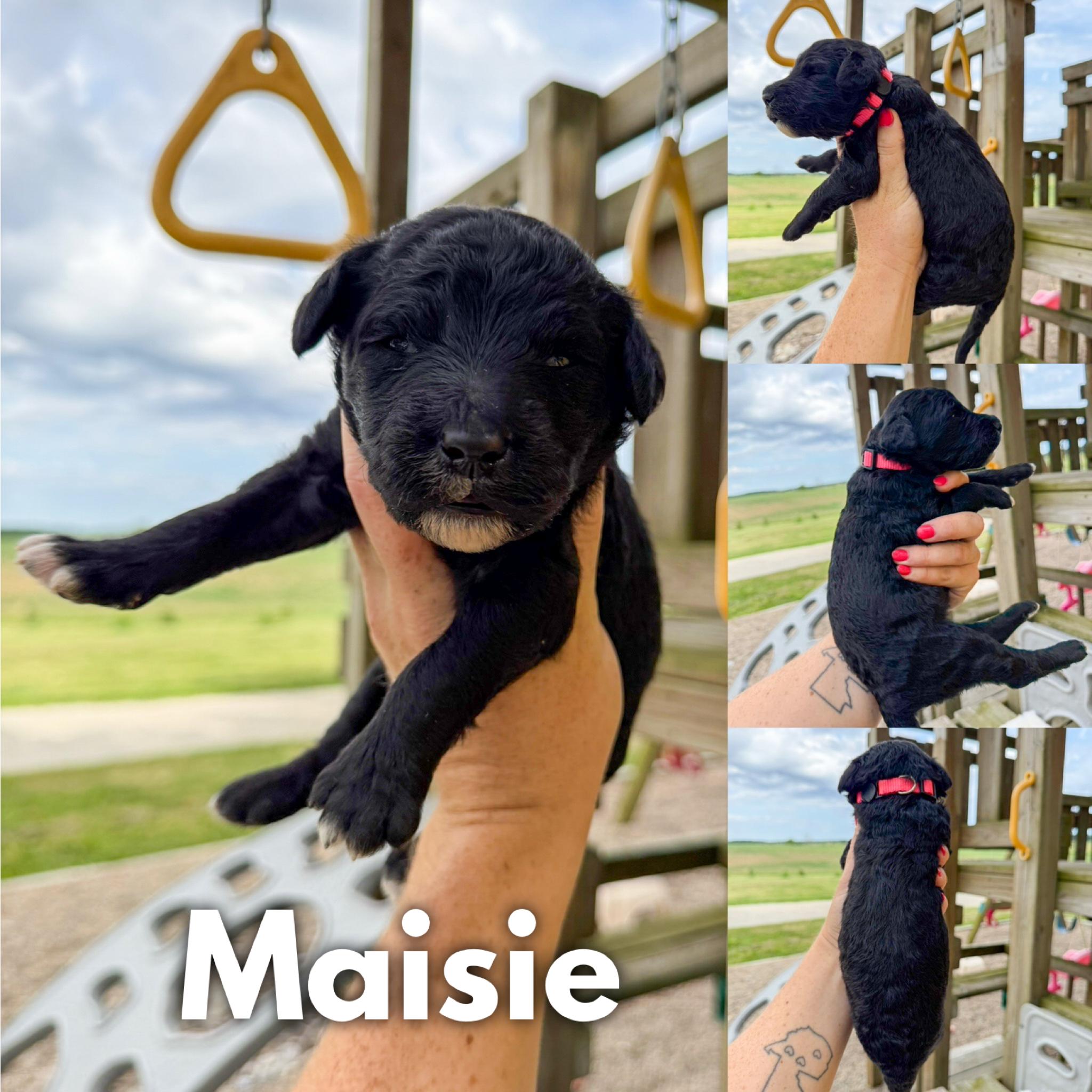 Maisie 1